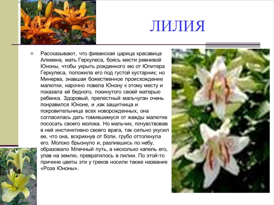 Понтедерия ланцеолята