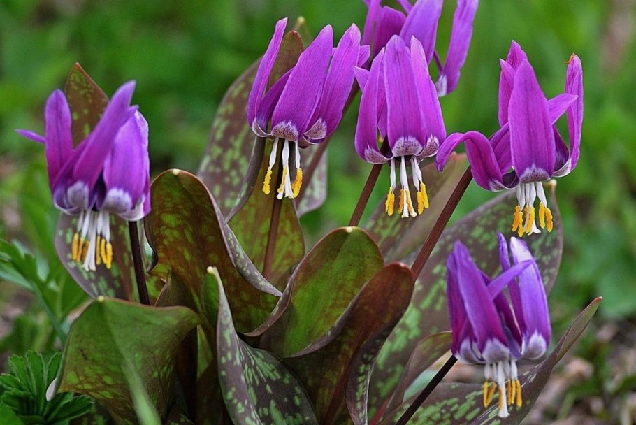 Кандык сибирский