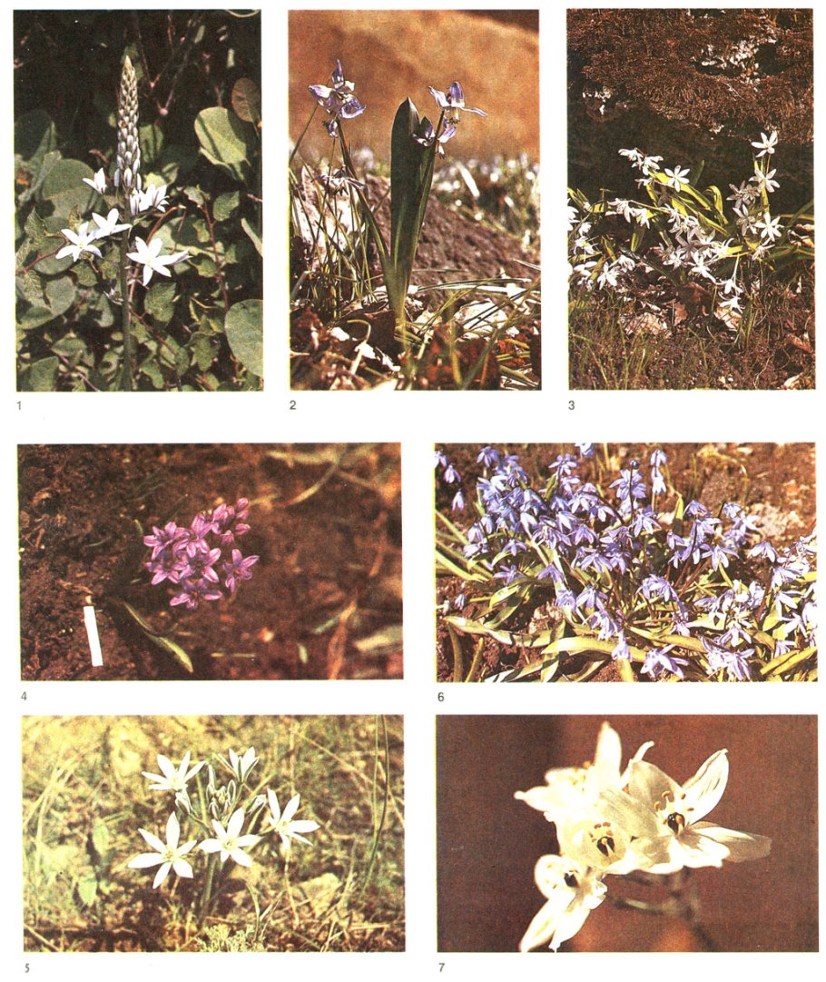 Пчела на синем цветке