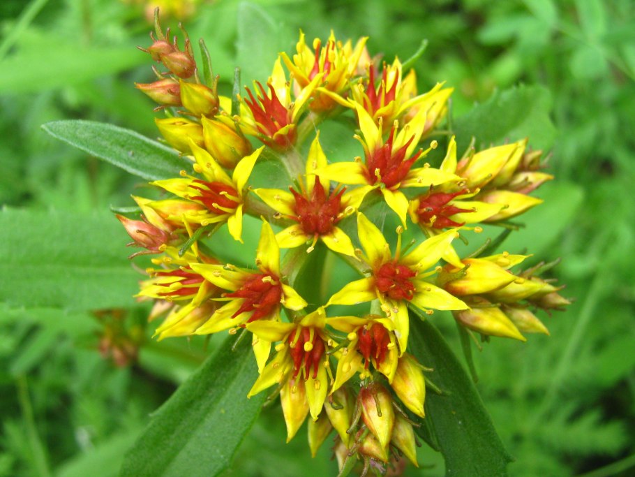 Гареджский шалфей