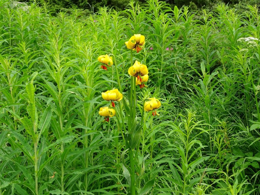 Фацелия бабочка