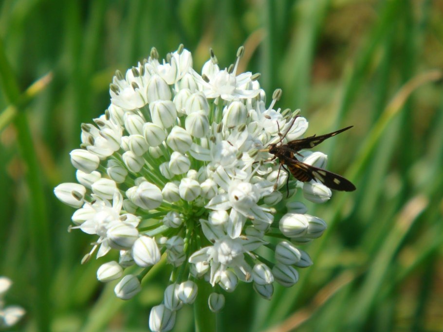 Сцилла Мищенко