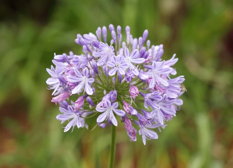 Саранка кудреватая