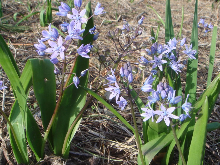 Вероника длиннолистная (Veronica longifolia)