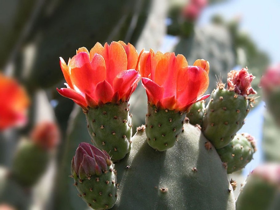 Опунция Инжирная (Opuntia Ficus-Indica)