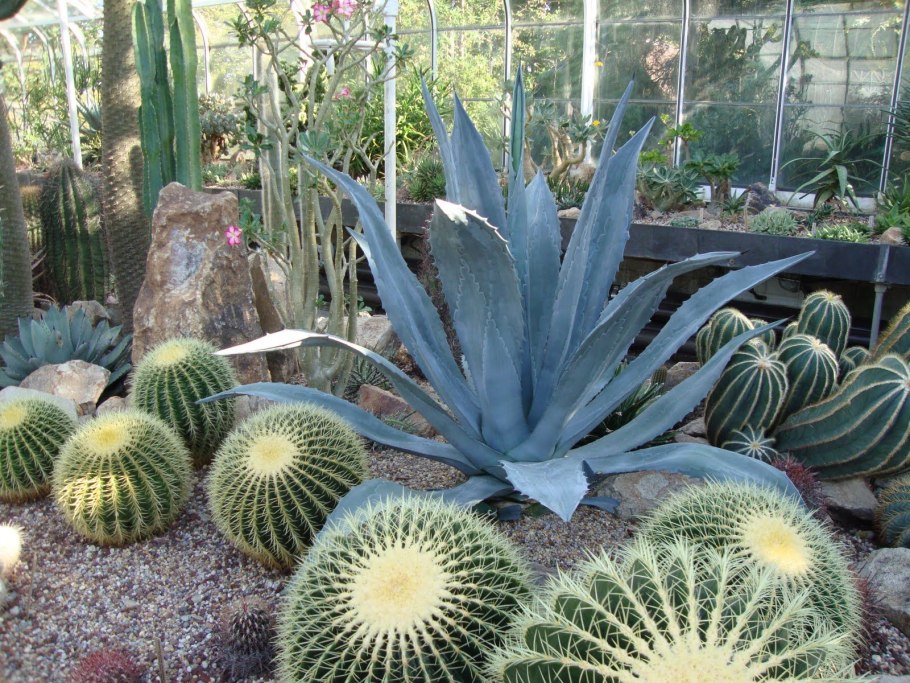 Агая американская сокулент