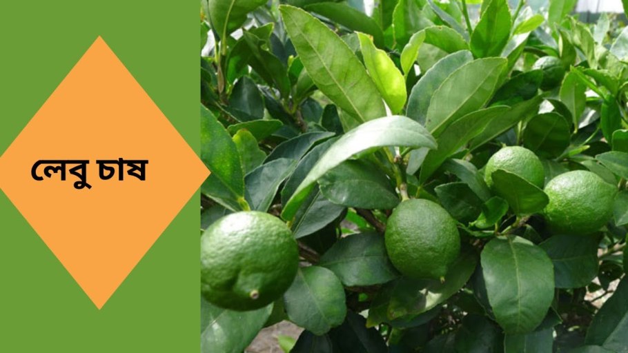 Цитрус Lime растение