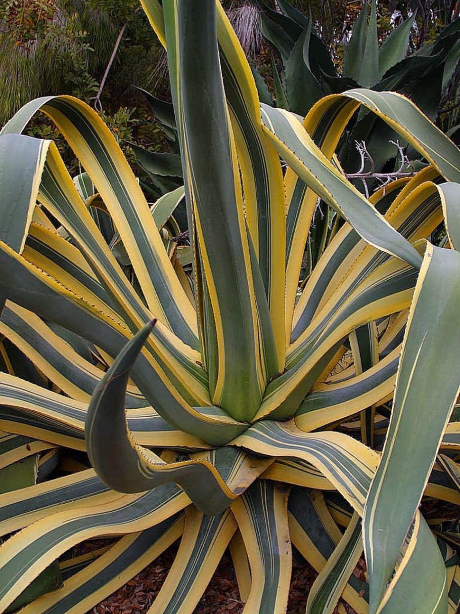 Агава американская Маргината