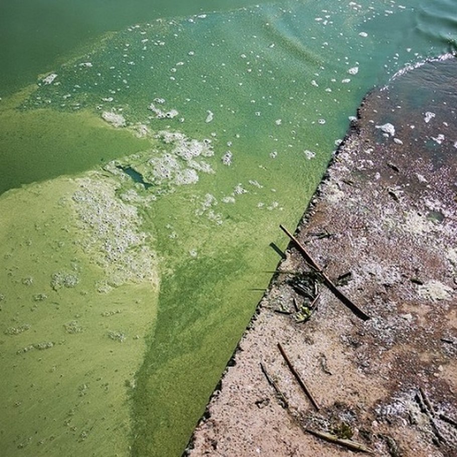 Эвтрофикация финского залива