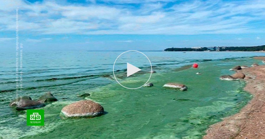 Цветение воды