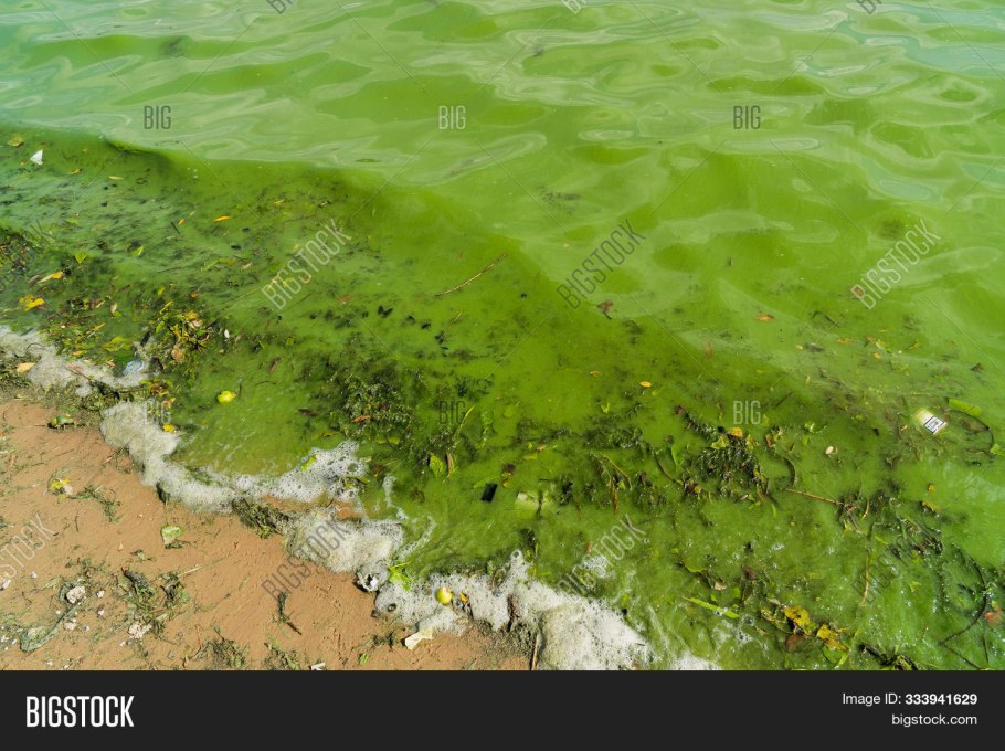Грязная вода зеленая