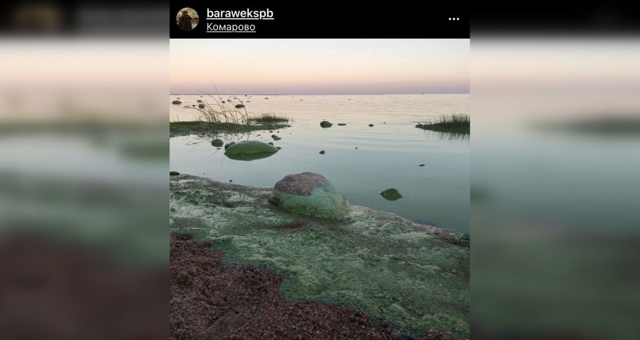 Сине зеленая водоросль в заливе
