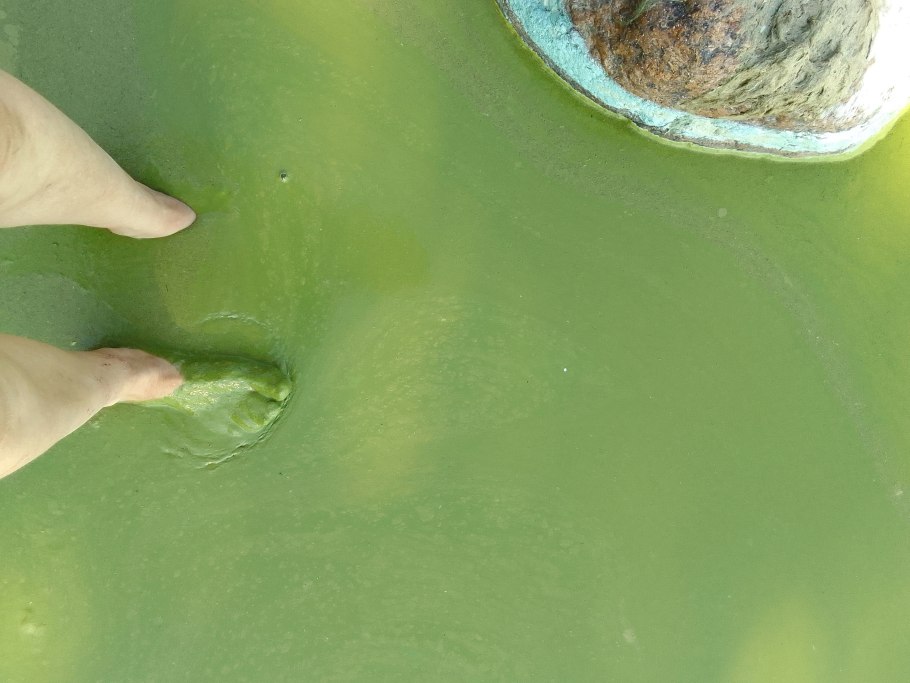 Сине зеленая водоросль в заливе