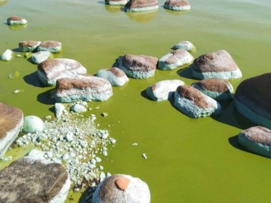 Финский залив зацвел