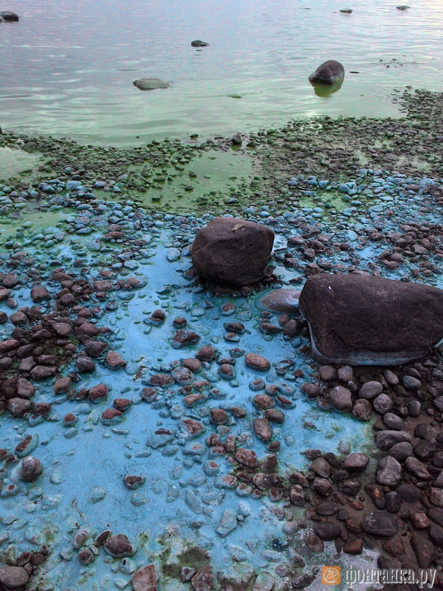 Финский залив позеленел