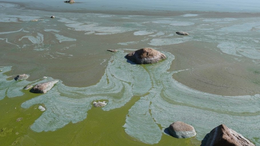 Финский залив цветет