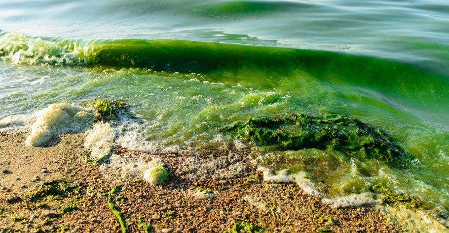 Балтийское море сине зеленые водоросли