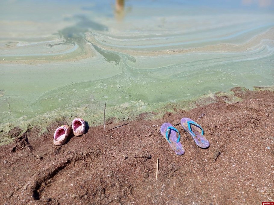 Биологическое загрязнение мирового океана