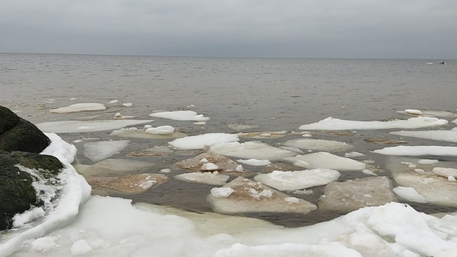 Шелковица водоросль нитчатка