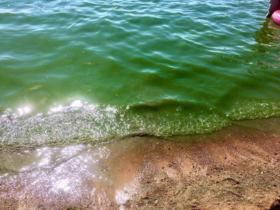 Водоросли в финском заливе