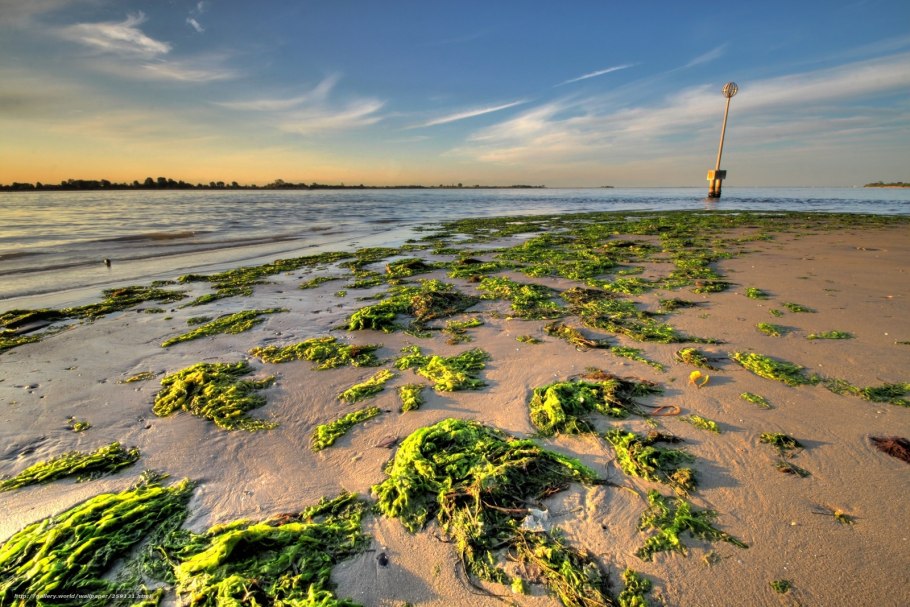 Финский залив цветет 2022