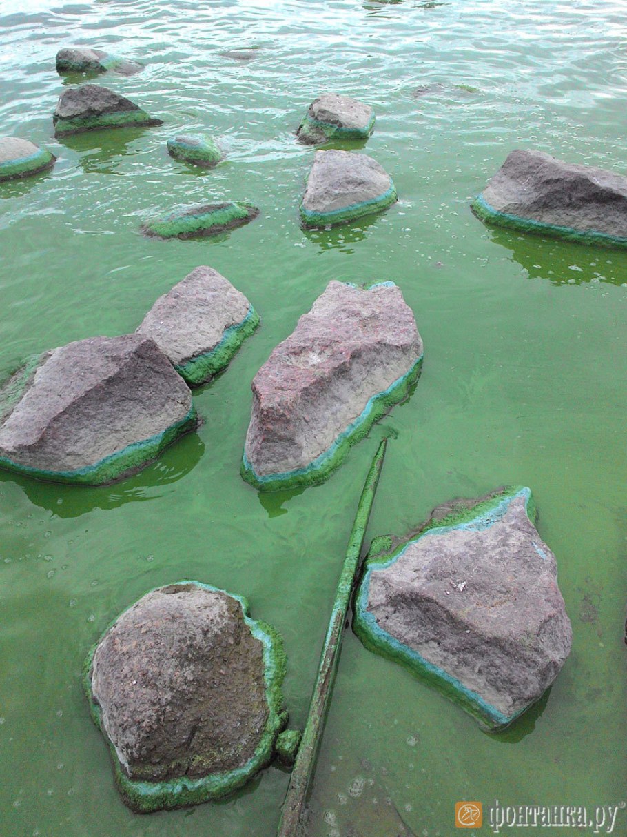 Финский залив зеленые водоросли