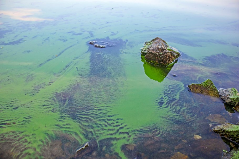 Ламинарии Балтийское море