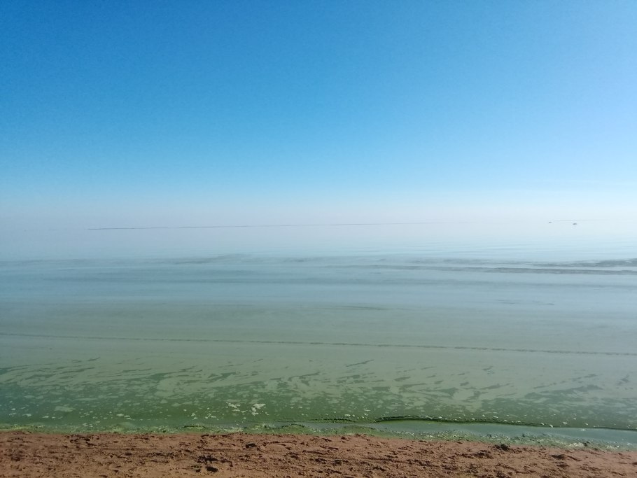 Цианобактерии в финском заливе