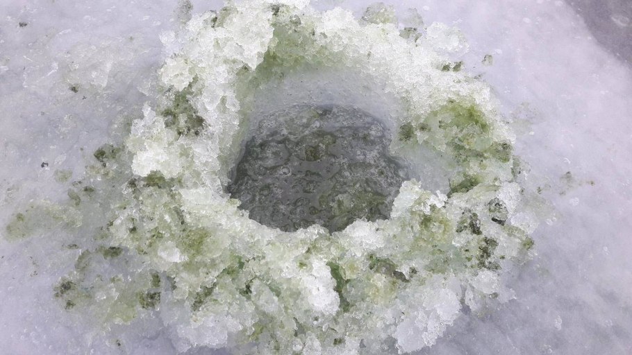 Цветение воды цианобактерии