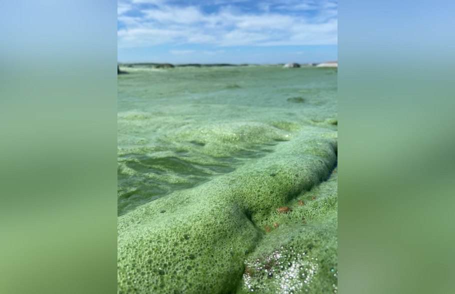 Сине зеленая водоросль в заливе