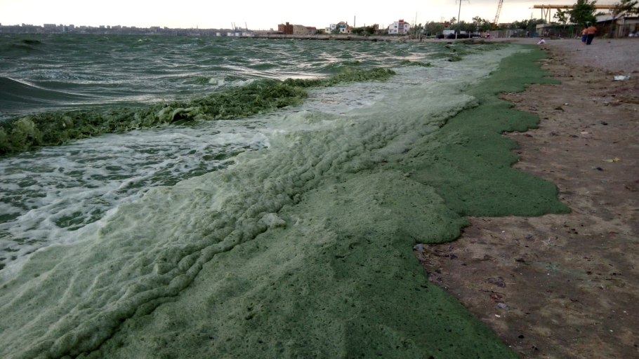 Загрязнение сине-зелеными водорослями Волги