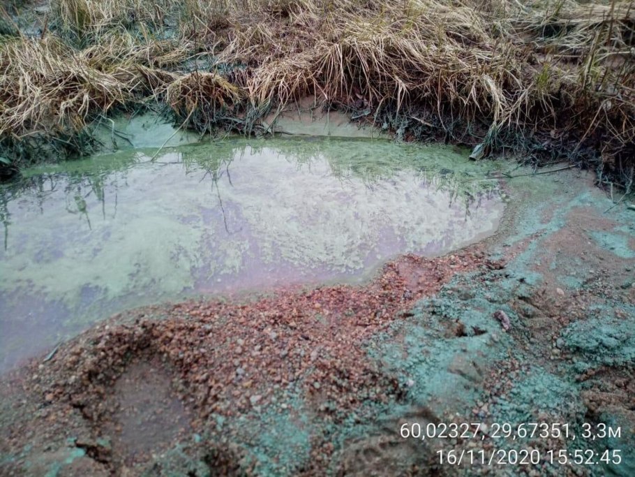 Отмершие водоросли на поверхности воды