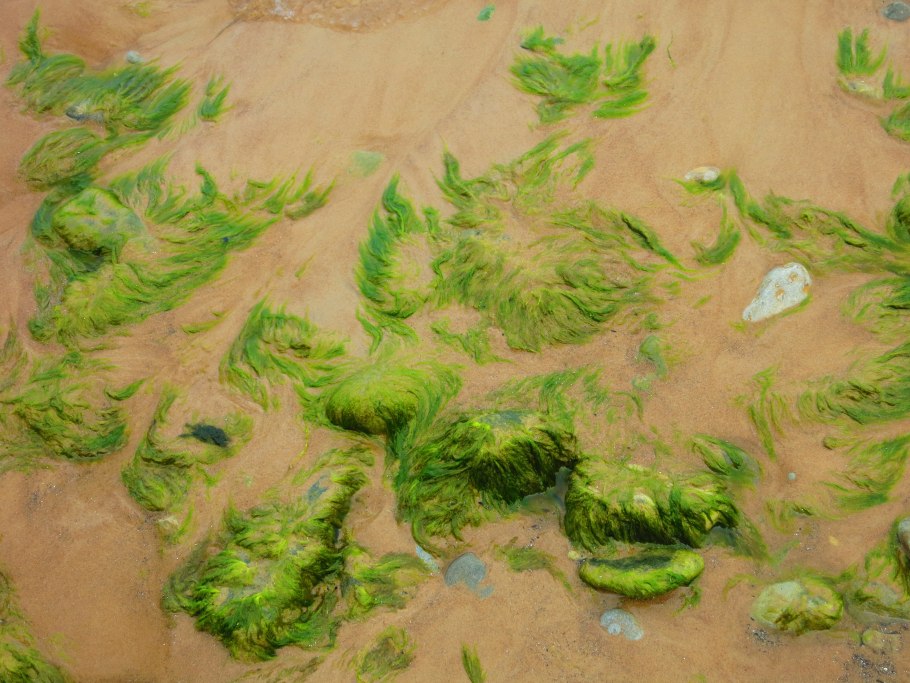 Эвтрофикация Азовского моря