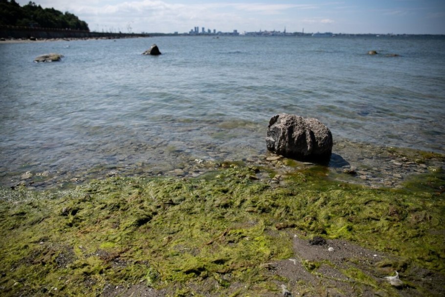 Цветение воды цианобактерии