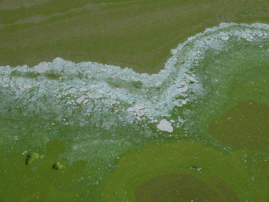 Сине-зеленые водоросли в финском заливе