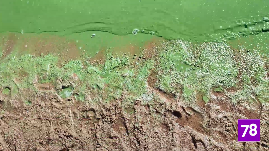 Цветение воды