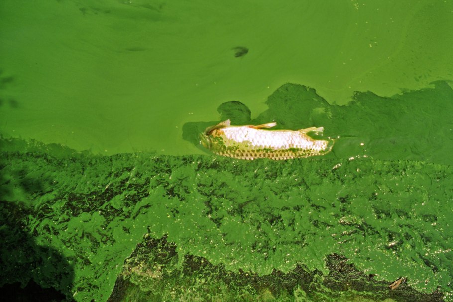 Цветенение Азрвского моря