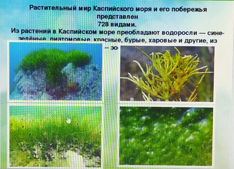 Загрязненные водорослями воды