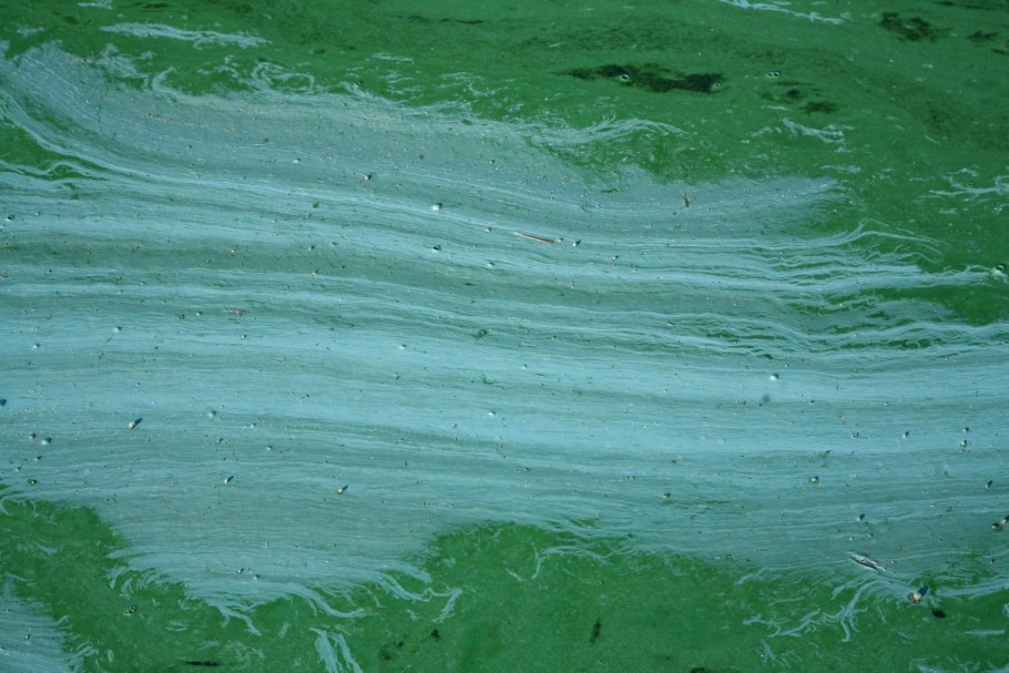 Болотная водоросль спирогира