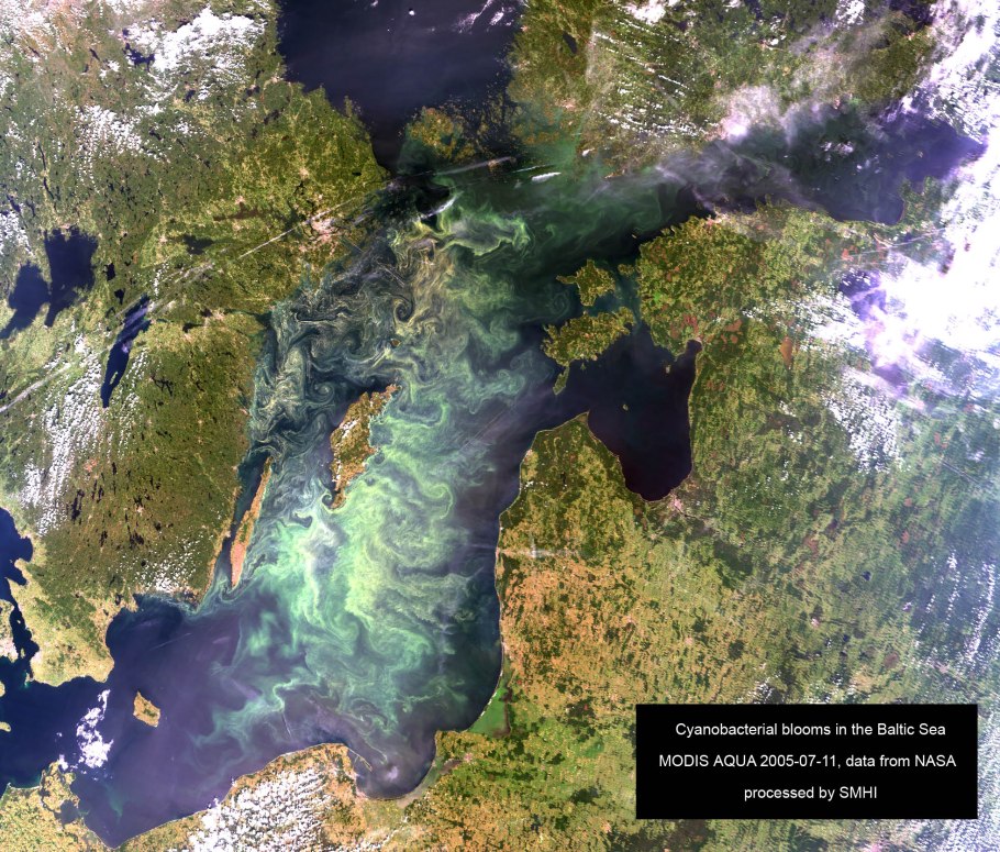 Цветение воды цианобактерии