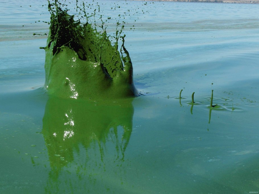 Чёрное море водоросли 2021