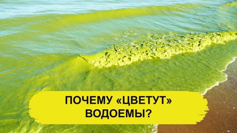 Финский залив вода