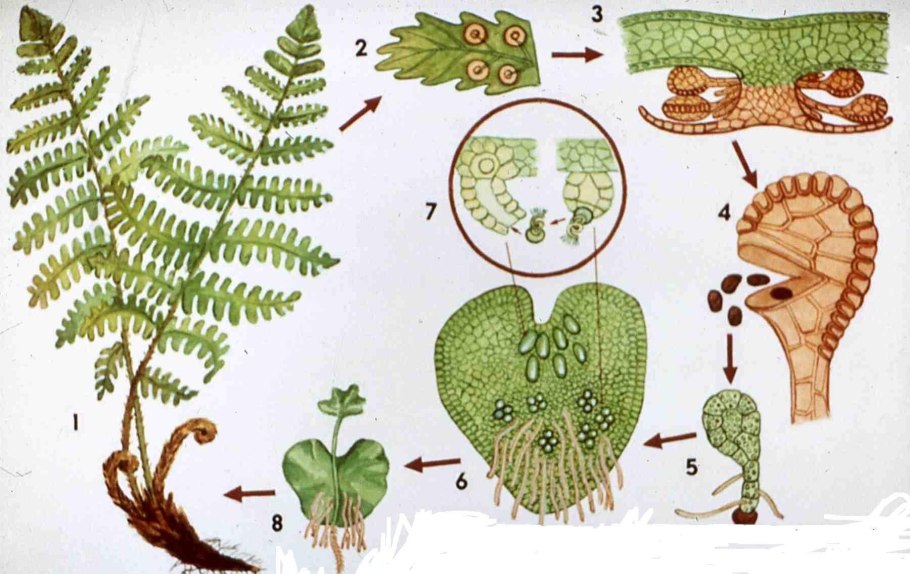 Жизненный цикл равноспорового папоротника