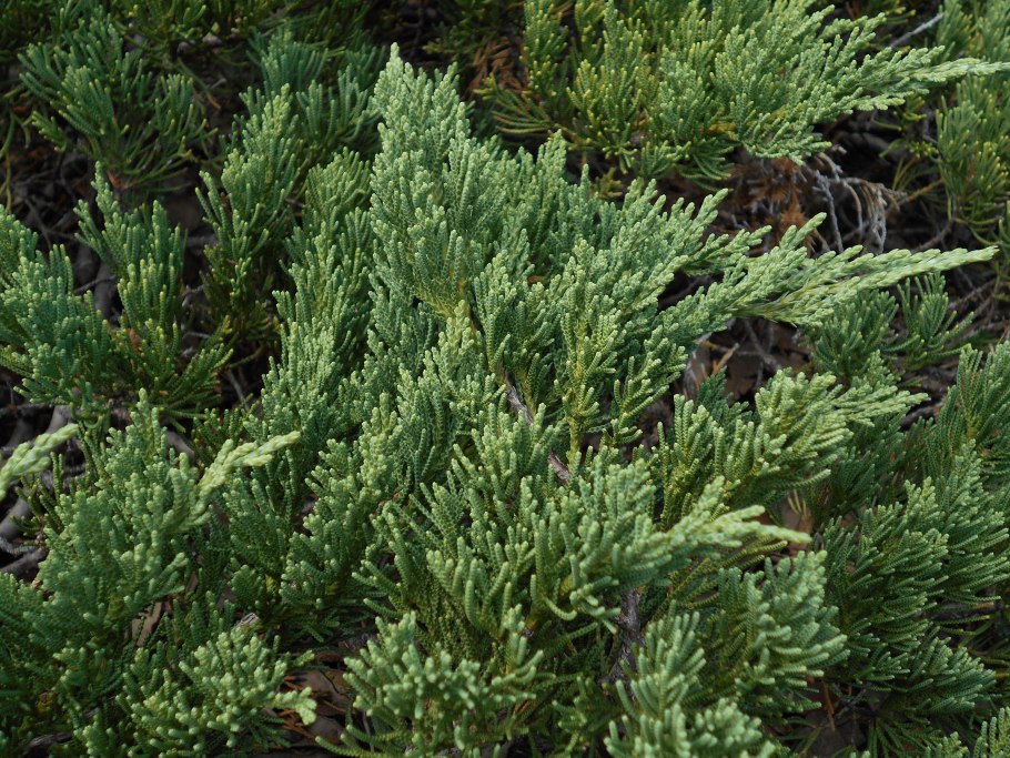 Можжевельник горизонтальный &#96;Юкон Белль&#96;