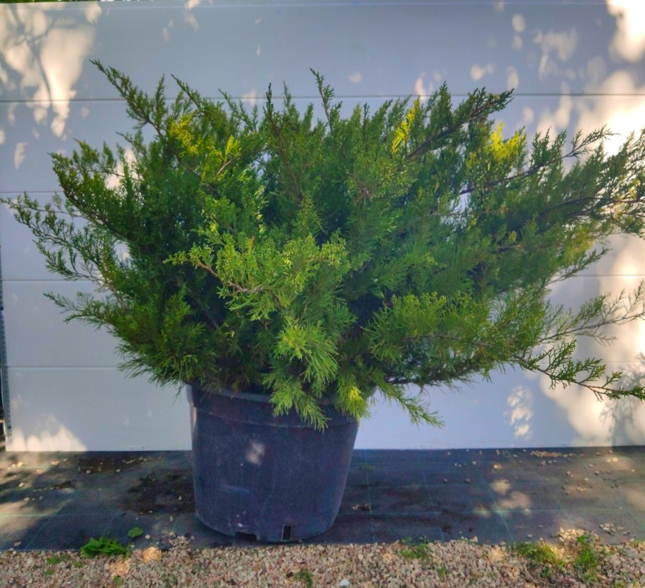 Можжевельник чешуйчатый Dream Joy