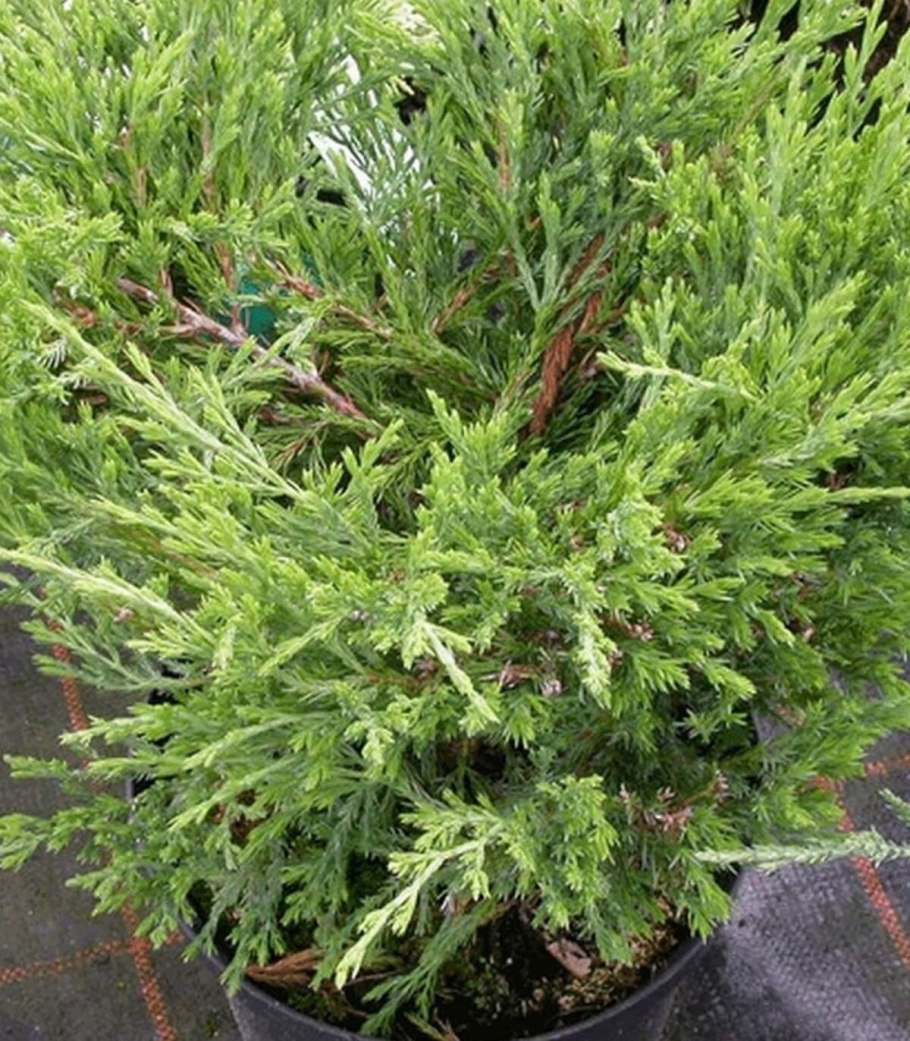 Можжевельник Andorra compacta