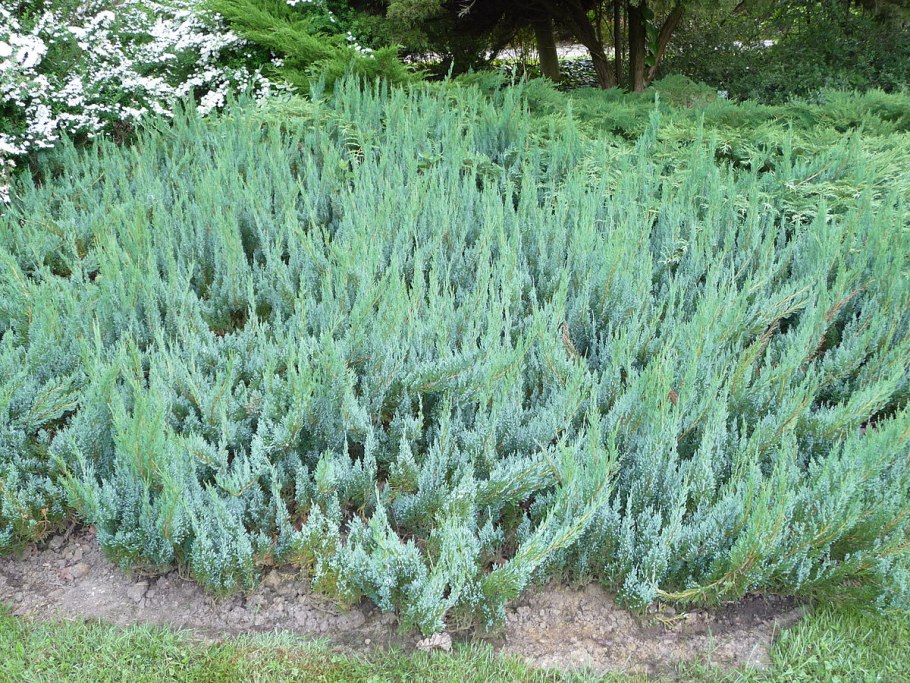 Можжевельник горизонтальный Блю Форест