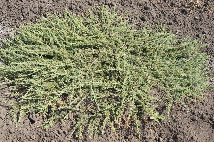 Можжевельник горизонтальный Юкон Бель