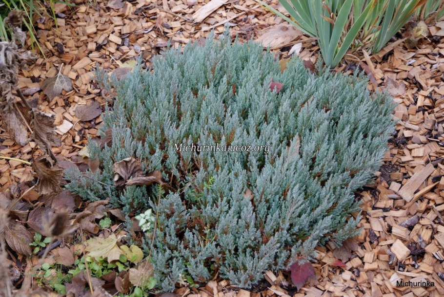 Можжевельник Блю Форест