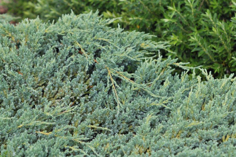 Можжевельник Блю кард